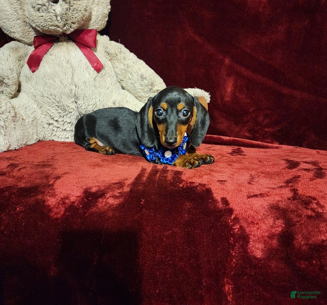 Miniature Dachshund dogs *JAX* - Ad 3