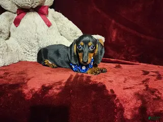 Miniature Dachshund dogs *JAX* - Ad 3