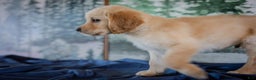 Golden Retriever dogs for sale: Yellow - Ad 7