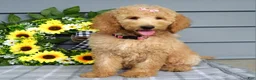 Goldendoodle dogs for sale: Jenna  - Ad 6