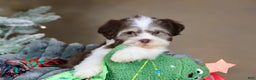 Havanese dogs for sale: Hope - Ad 7