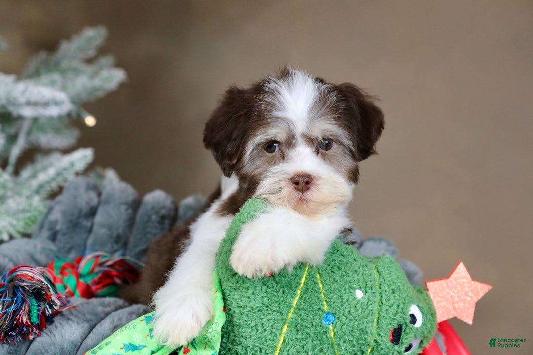 Havanese dogs for sale: Hope - Ad 7