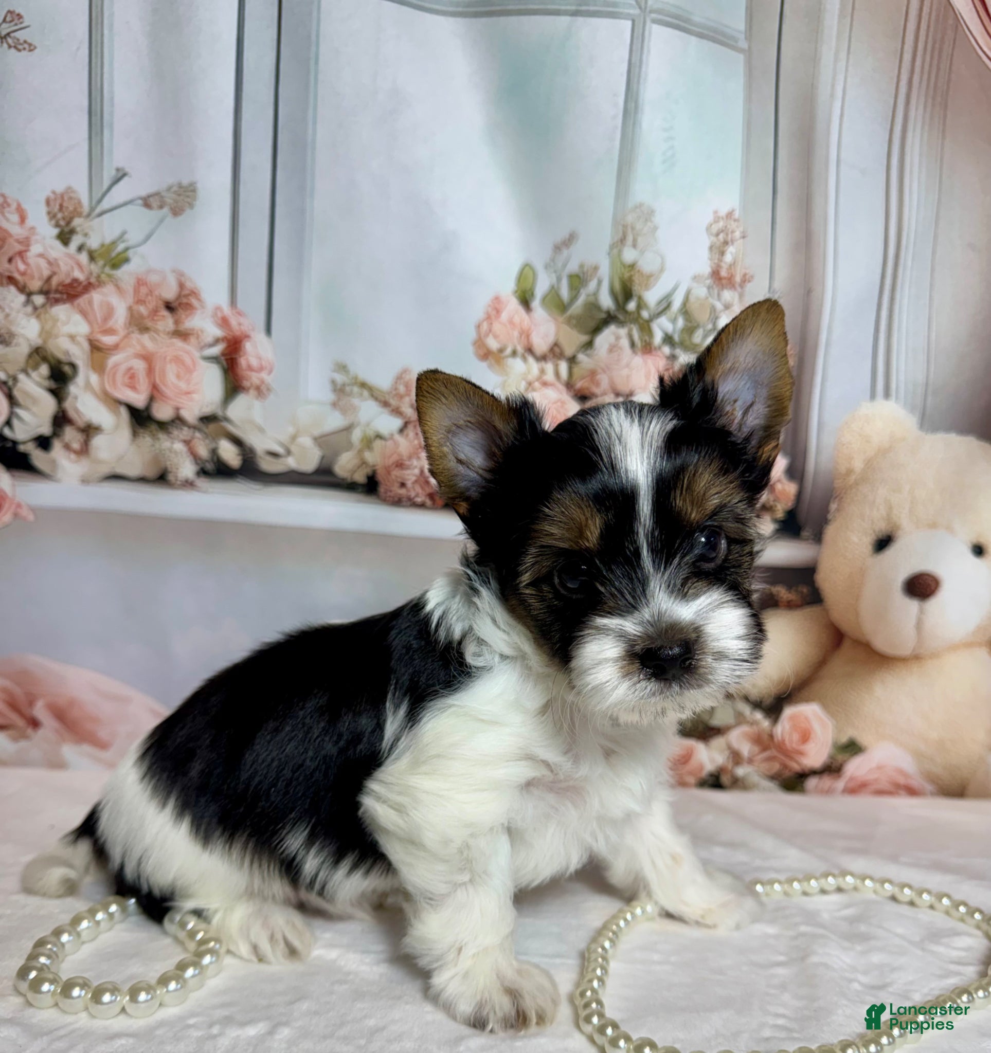 Biewer Terrier dogs Harley  - Ad 5