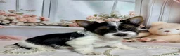 Biewer Terrier dogs for sale: Harley  - Ad 1