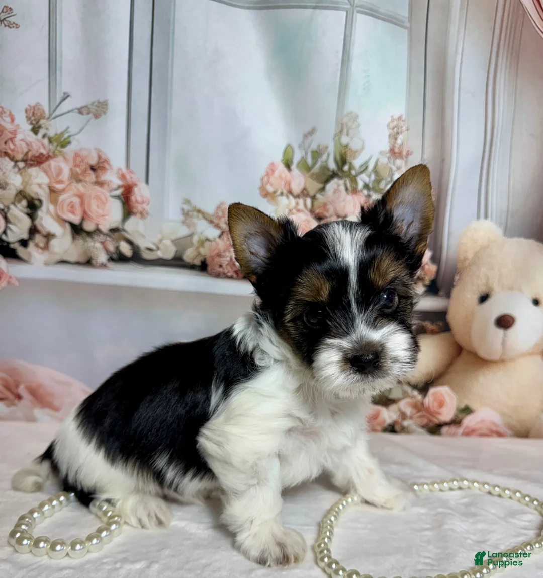 Biewer Terrier dogs for sale: Harley  - Ad 1