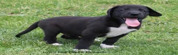 Great Dane dogs for sale: MIlo - Ad 5