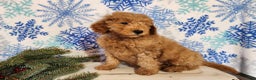 Mini Goldendoodle dogs for sale: Houston - Ad 4