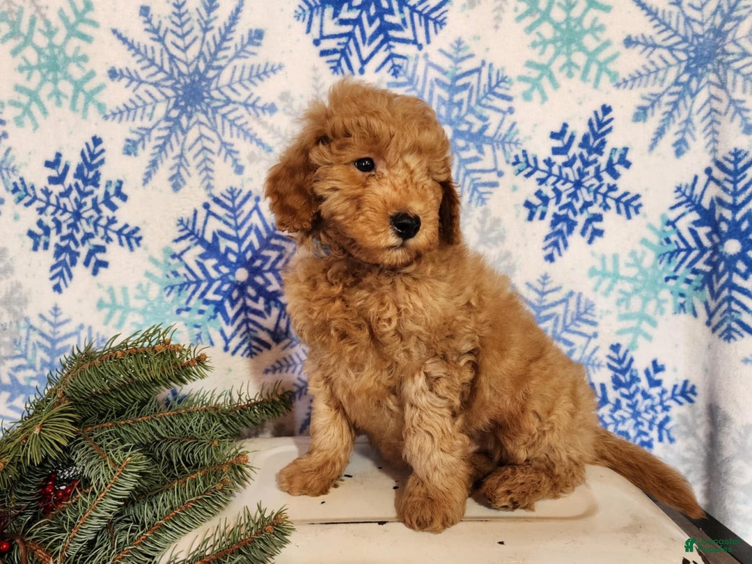 Mini Goldendoodle dogs for sale: Houston - Ad 4