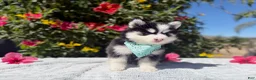 Pomsky dogs for sale: Eclipse - Ad 5