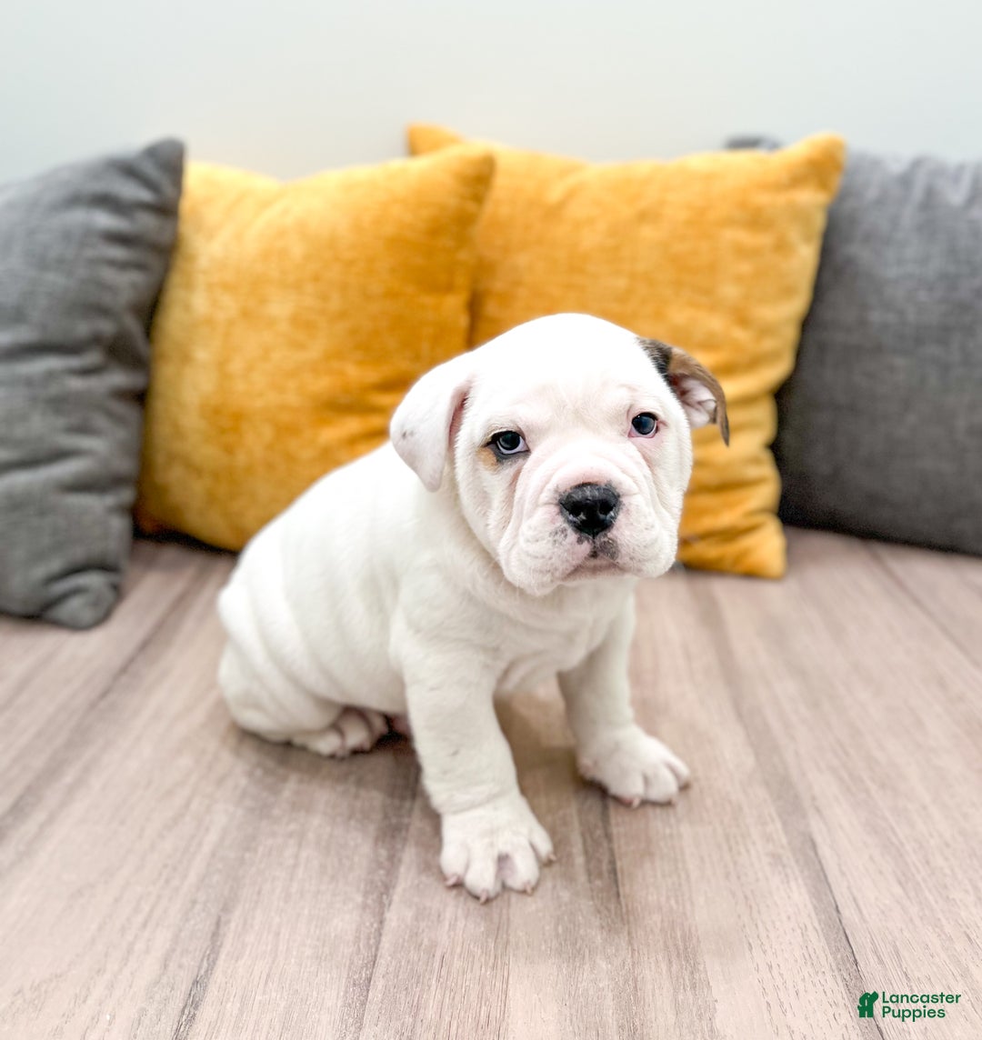 Mixed Breed dogs for sale: Theo - Ad 3