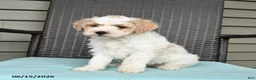 Cavapoo dogs for sale: Stacie - Ad 5