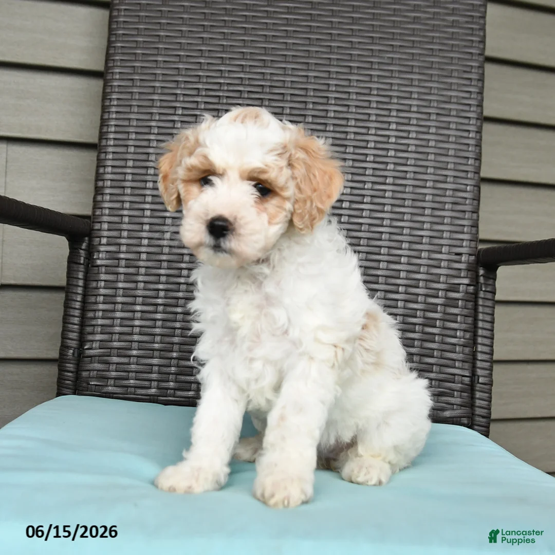 Cavapoo dogs for sale: Stacie - Ad 5