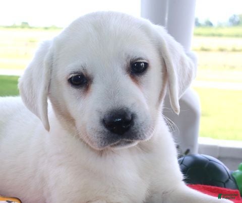 Labrador Retriever dogs Gracie - Champ lines - Ad 1
