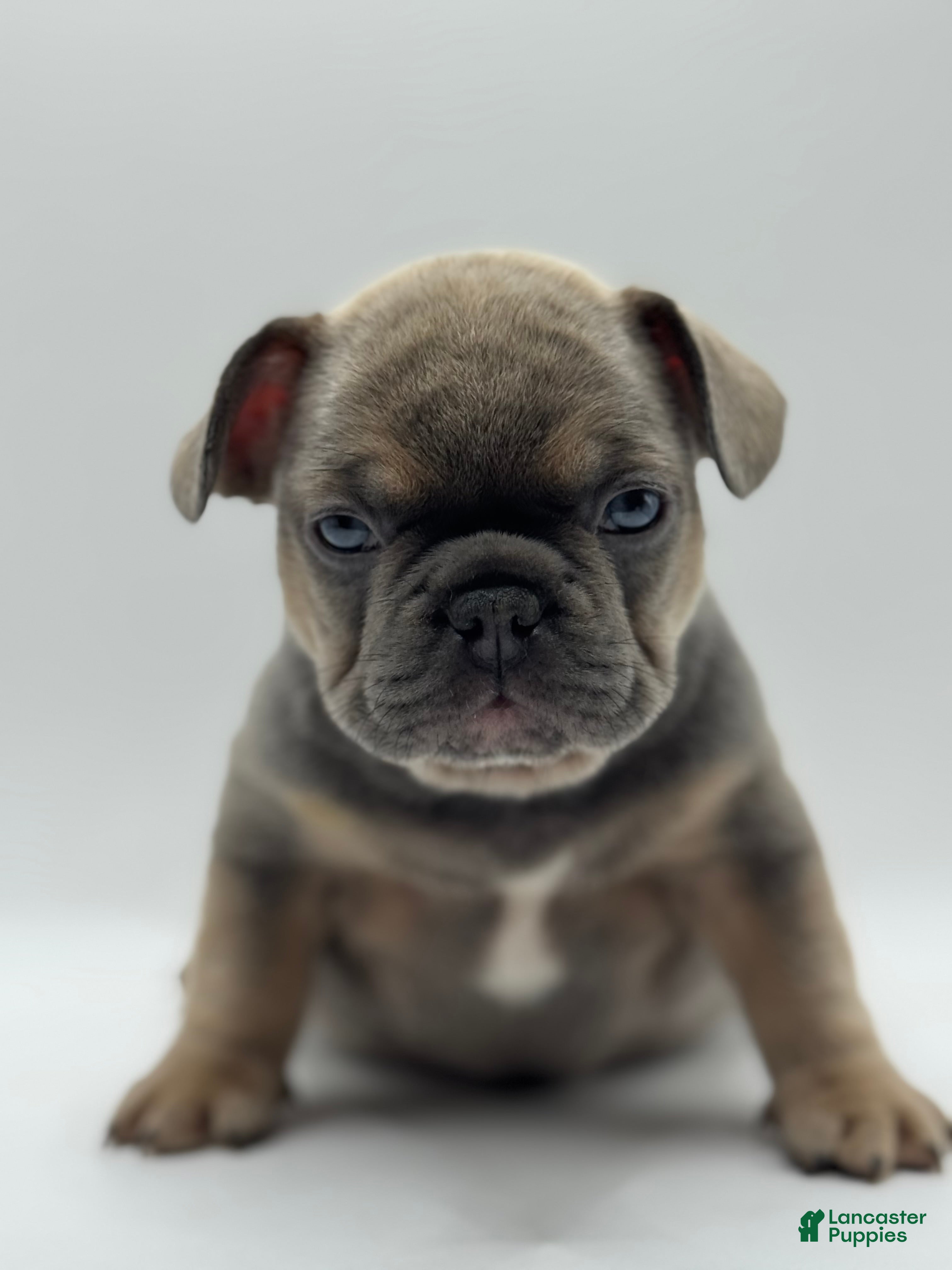 French Bulldog dogs French Bulldog Puppy 3 - Ad 23