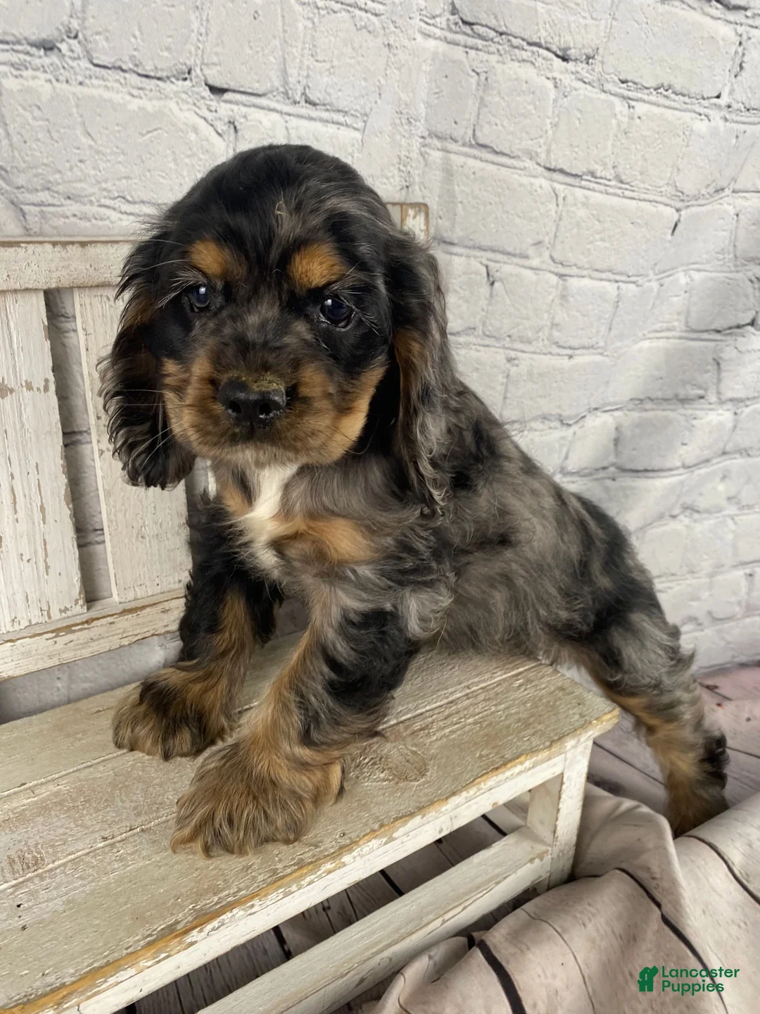 Cocker Spaniel dogs for sale: Tilly - Ad 1