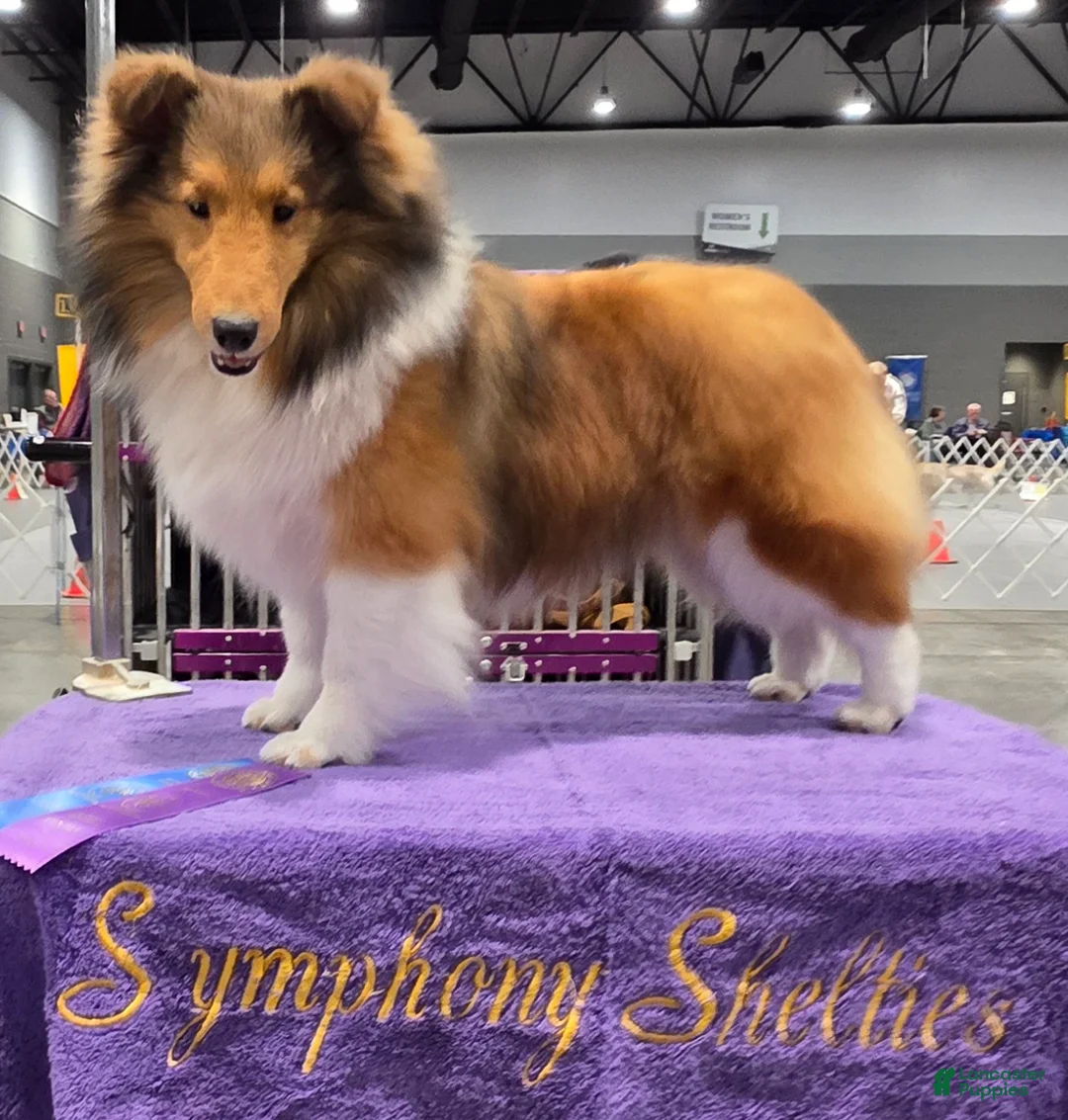 Shetland Sheepdog dogs for sale: Emmy - Ad 2
