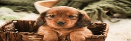 Miniature Dachshund dogs for sale: Tinsel - Ad 7