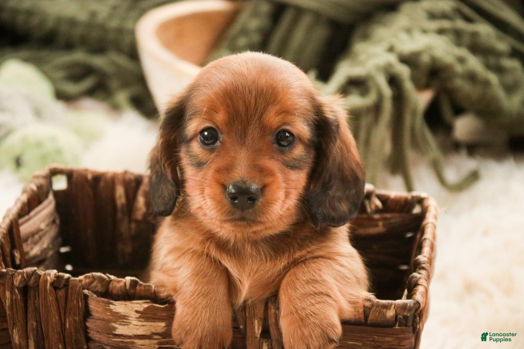 Miniature Dachshund dogs for sale: Tinsel - Ad 7