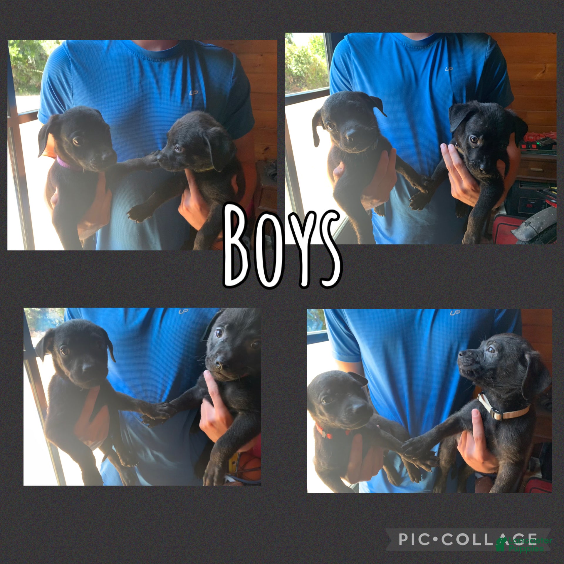 Mixed Breed dogs Mixed Breed 1 - Ad 24