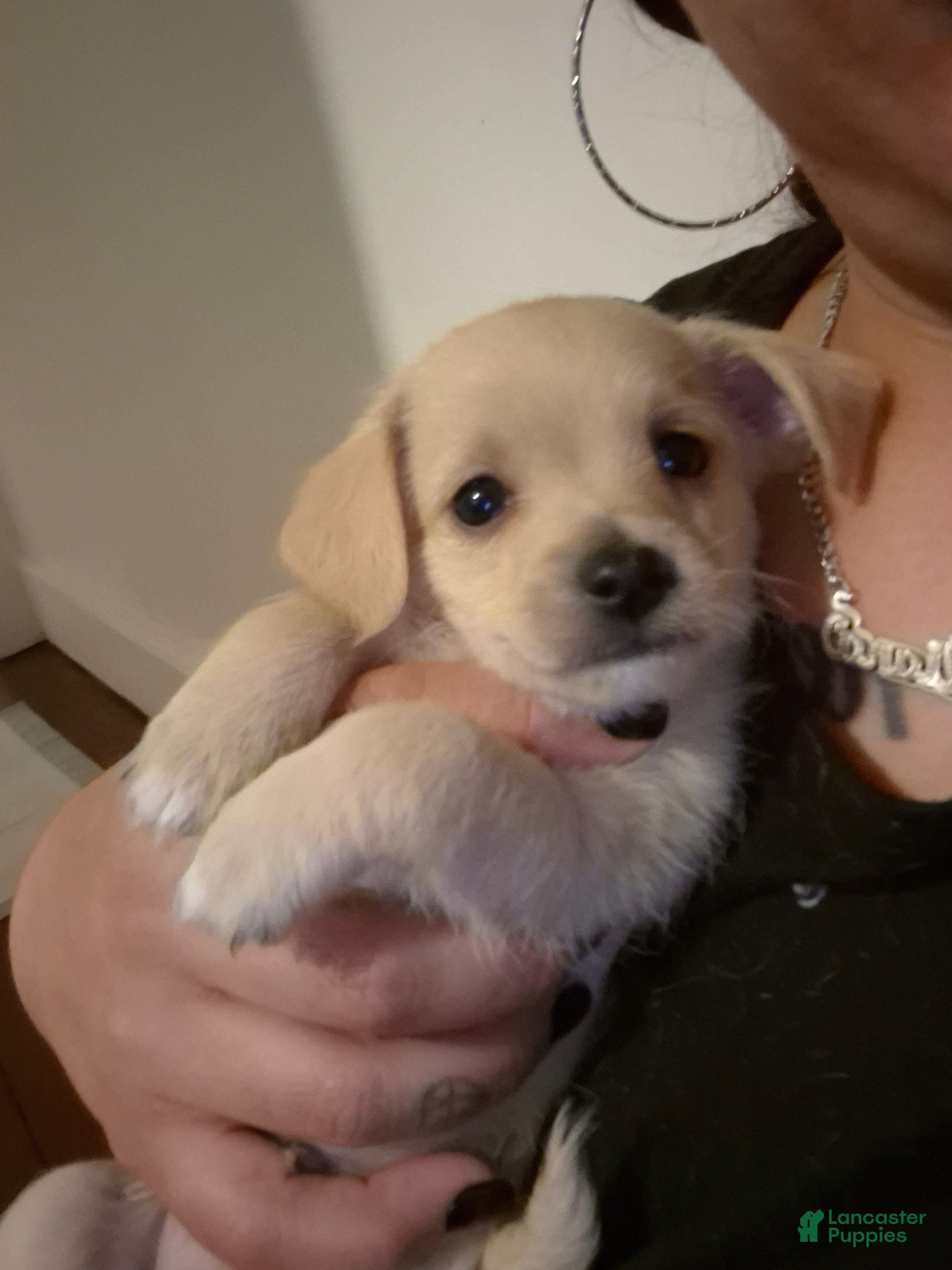 Chipoo dogs Chipoo Puppy 2 - Ad 2