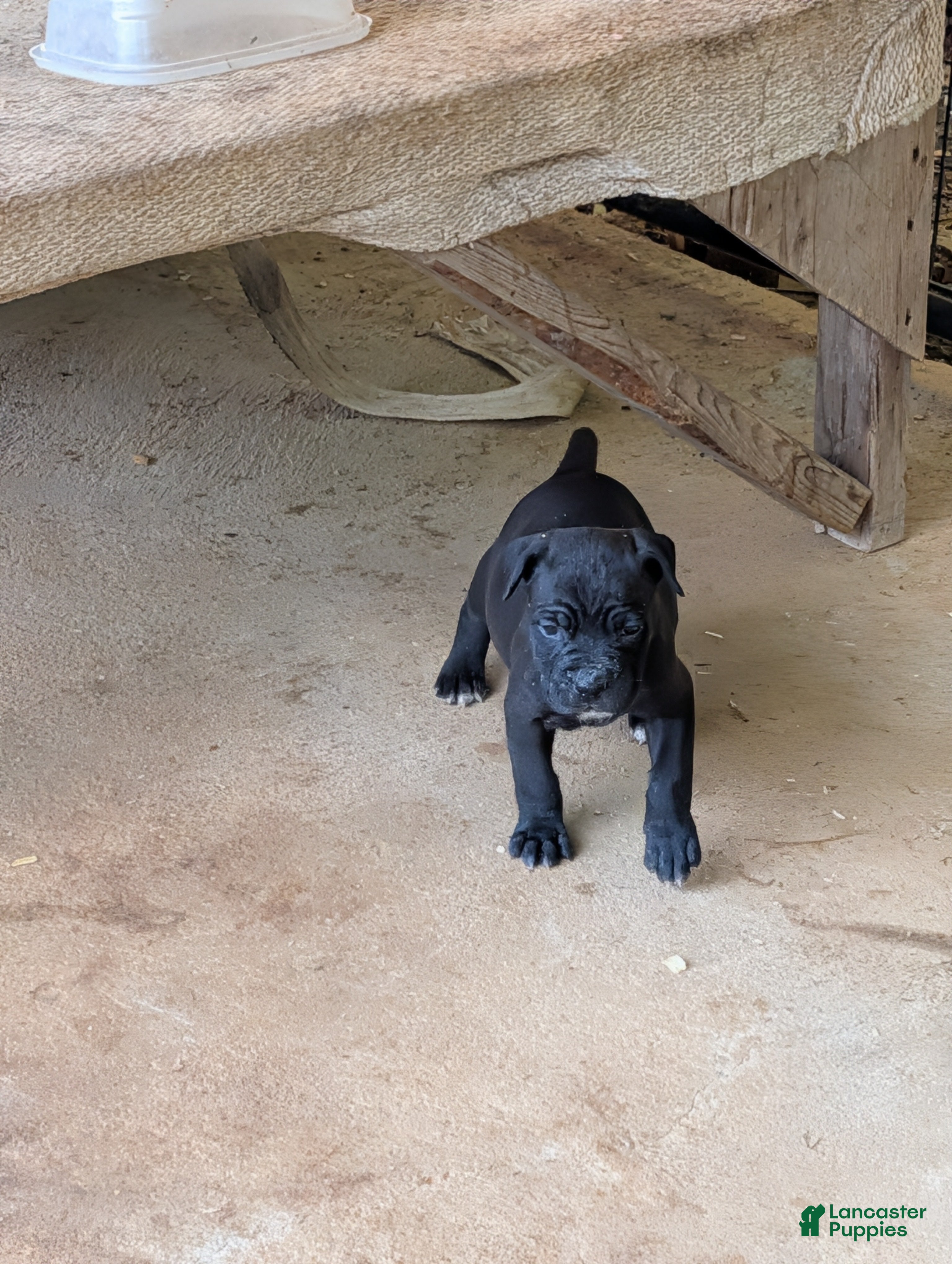 Cane Corso dogs for sale: Cane Corso 10 - Ad 1