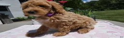 Mini Aussiedoodle dogs for sale: Mini Aussiedoodle 1 - Ad 2
