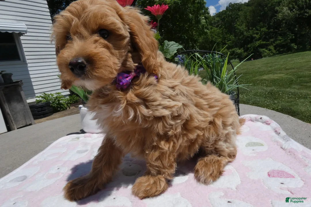 Mini Aussiedoodle dogs for sale: Mini Aussiedoodle 1 - Ad 2