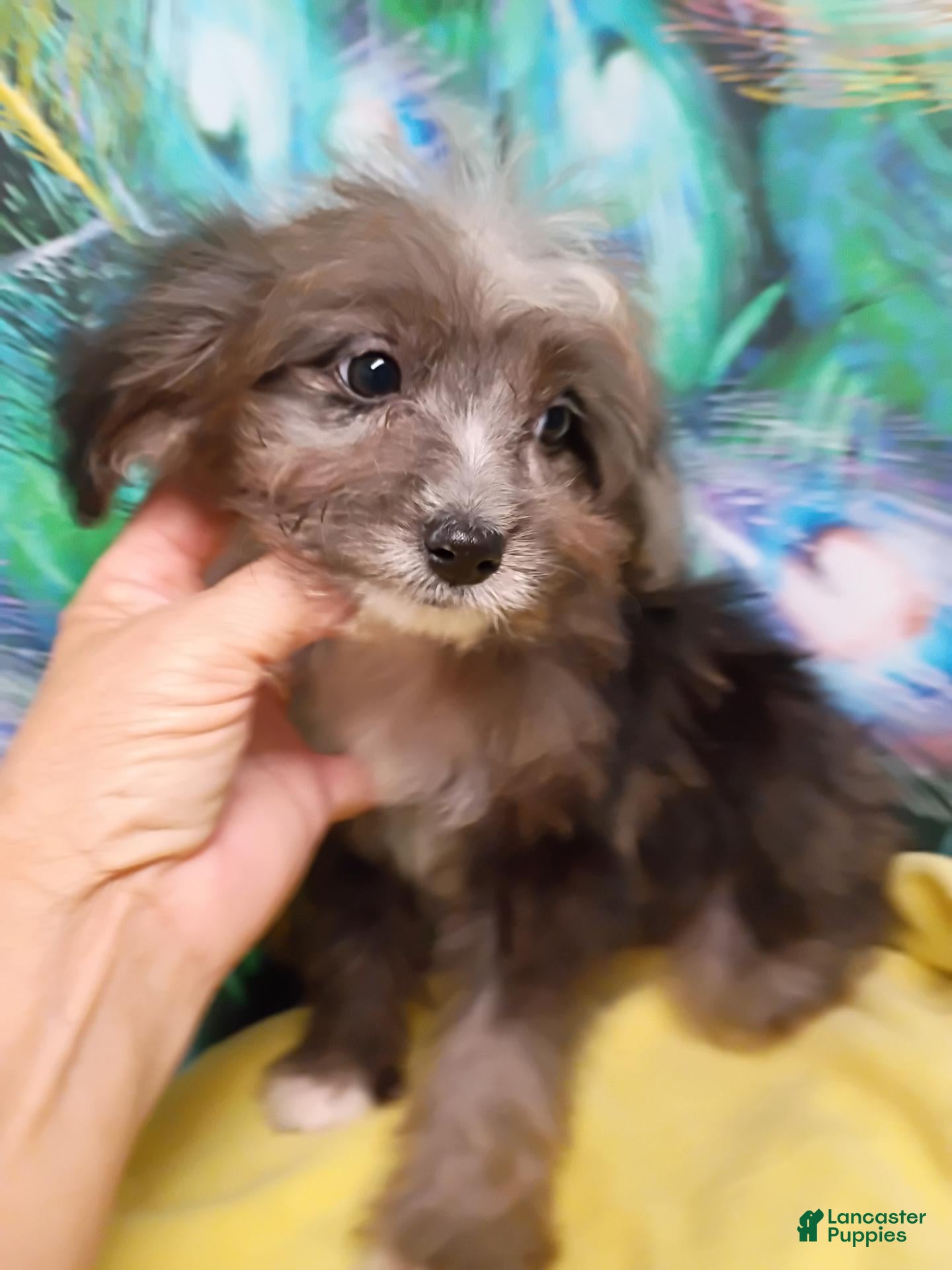Mini Aussiedoodle dogs Bluey Toy/Small Mini  - Ad 1