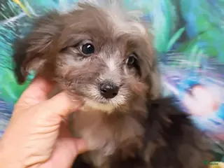 Mini Aussiedoodle dogs Bluey Toy/Small Mini - Ad 1