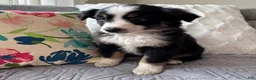 Miniature Australian Shepherd dogs for sale: Miniature Australian Shepherd Puppy 2 - Ad 5