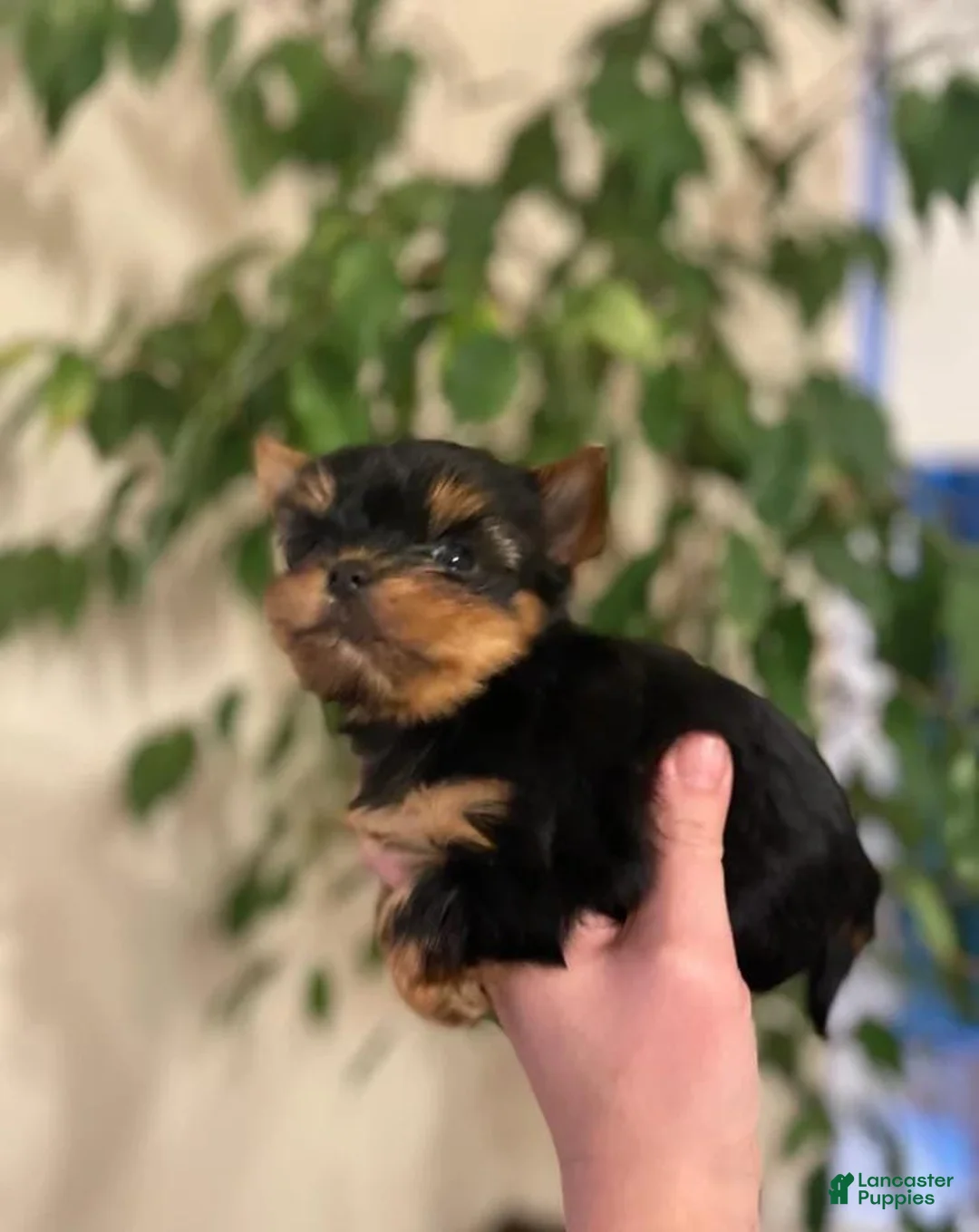 Yorkshire Terrier dogs for sale: Kevin - Ad 5
