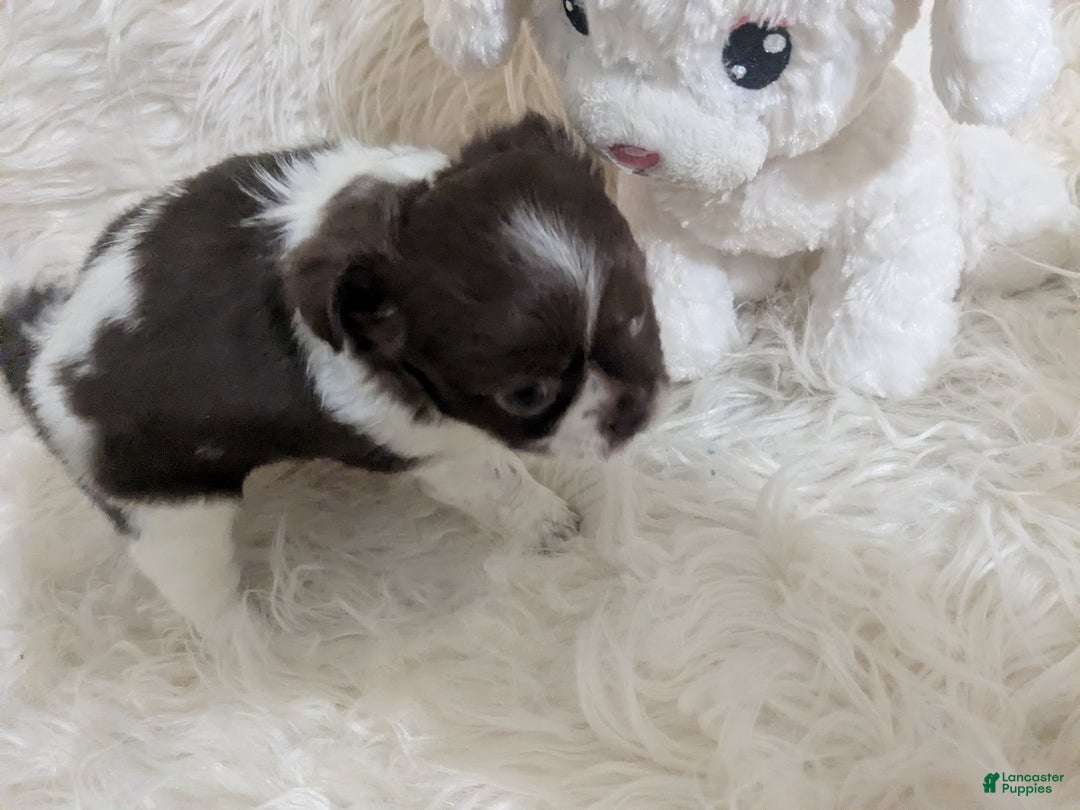 Chihuahua dogs for sale: Apple Head Female Long Coat Chihuahua Faith  - Ad 7