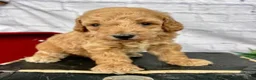 Miniature Poodle dogs for sale: Gunner Miniature Poodle  - Ad 4