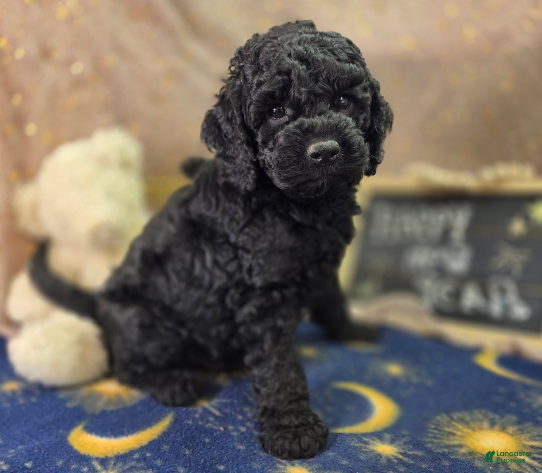 Cockapoo dogs for sale: Foggy - Ad 15