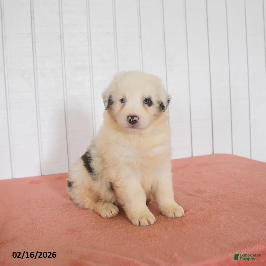 Australian Shepherd dogs for sale: Neptune - Ad 3