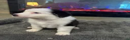 Australian Shepherd dogs for sale: Kenny - Ad 4