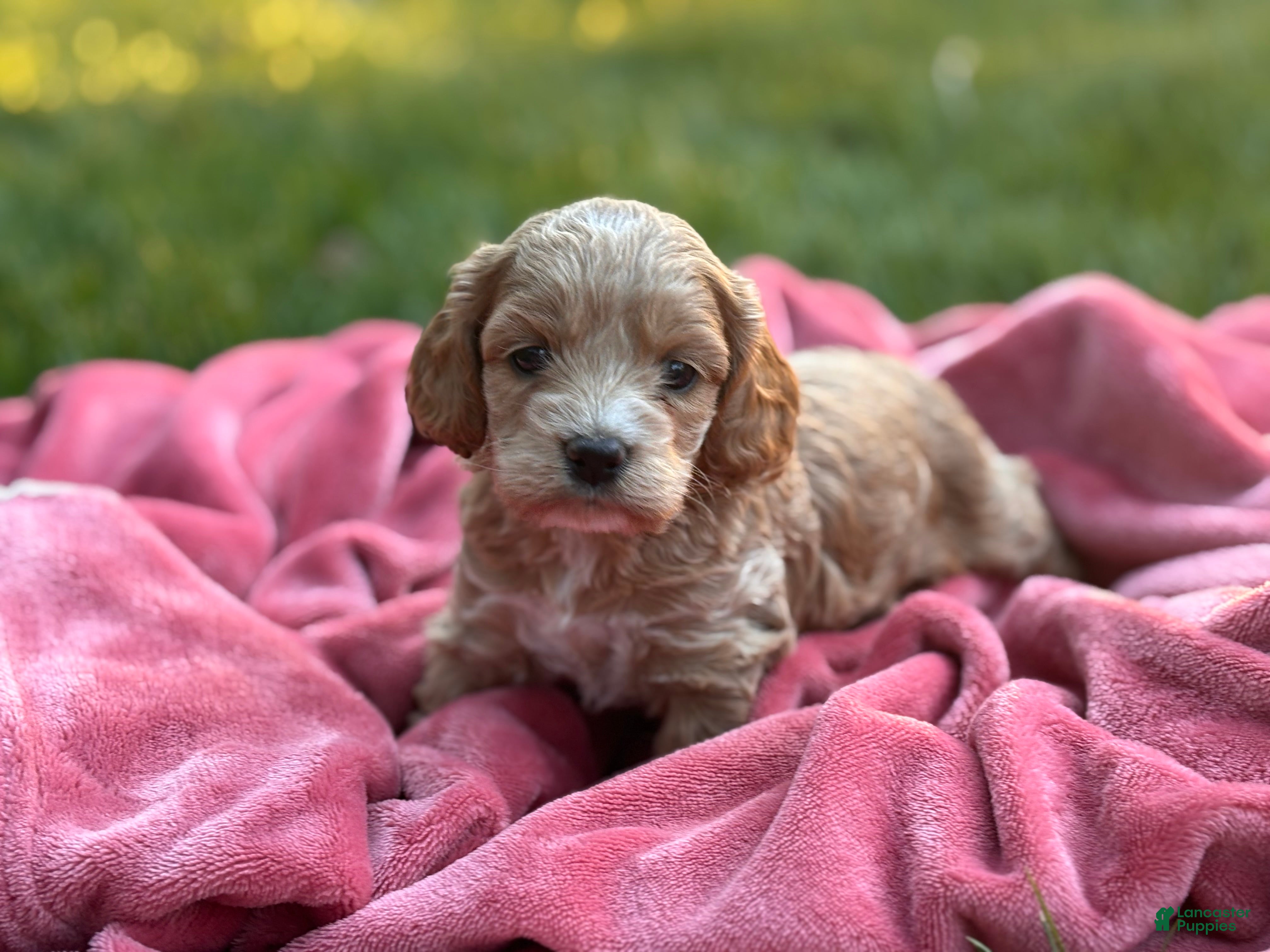 Cockapoo dogs Finn - Ad 2