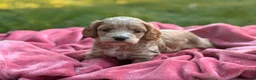 Cockapoo dogs for sale: Finn - Ad 2