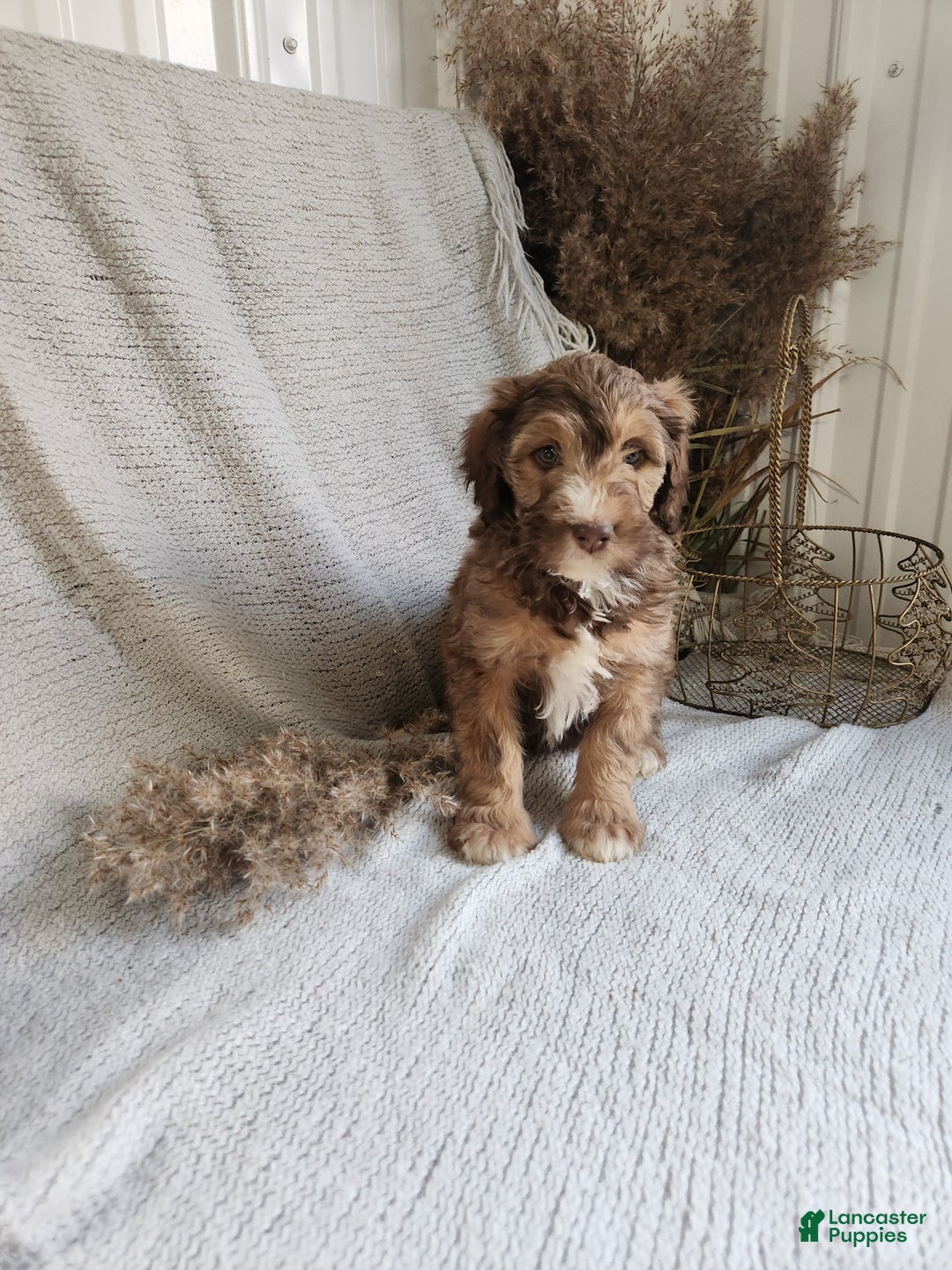 Bernedoodle dogs for sale: Lola - Ad 4