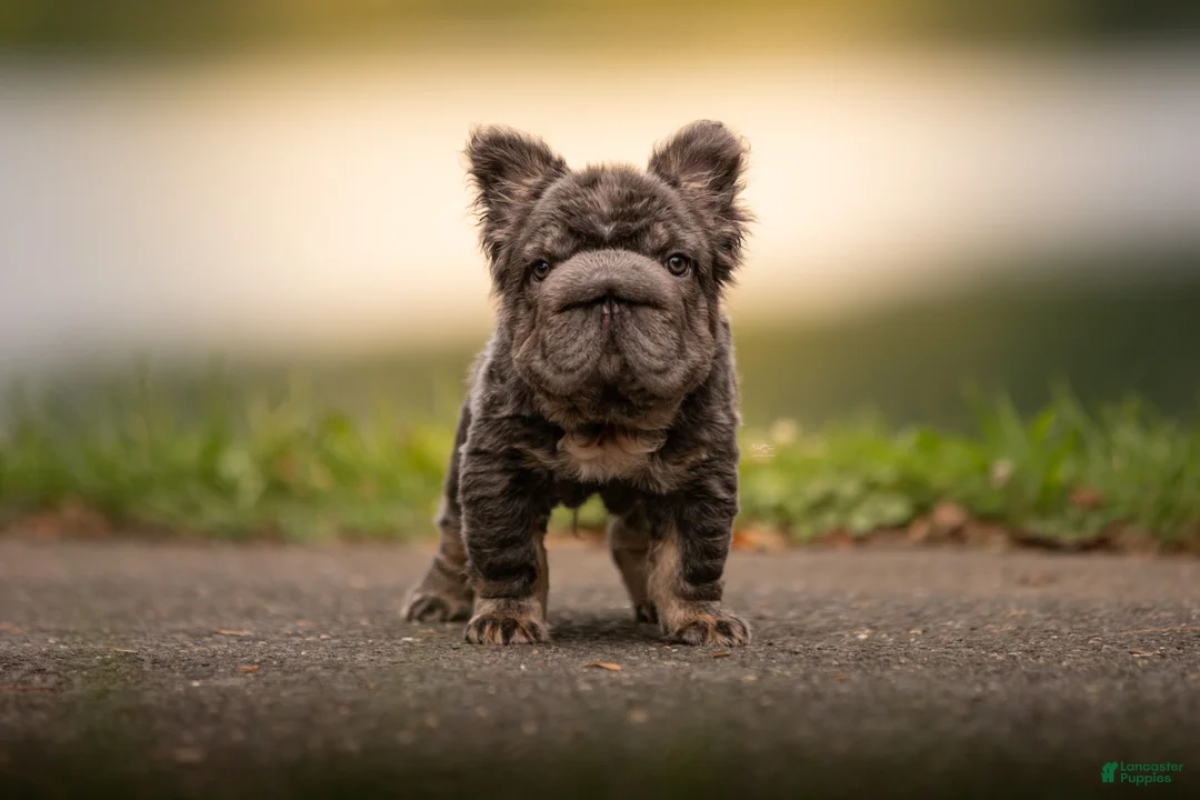 French Bulldog dogs for sale: Short Rib - Ad 2