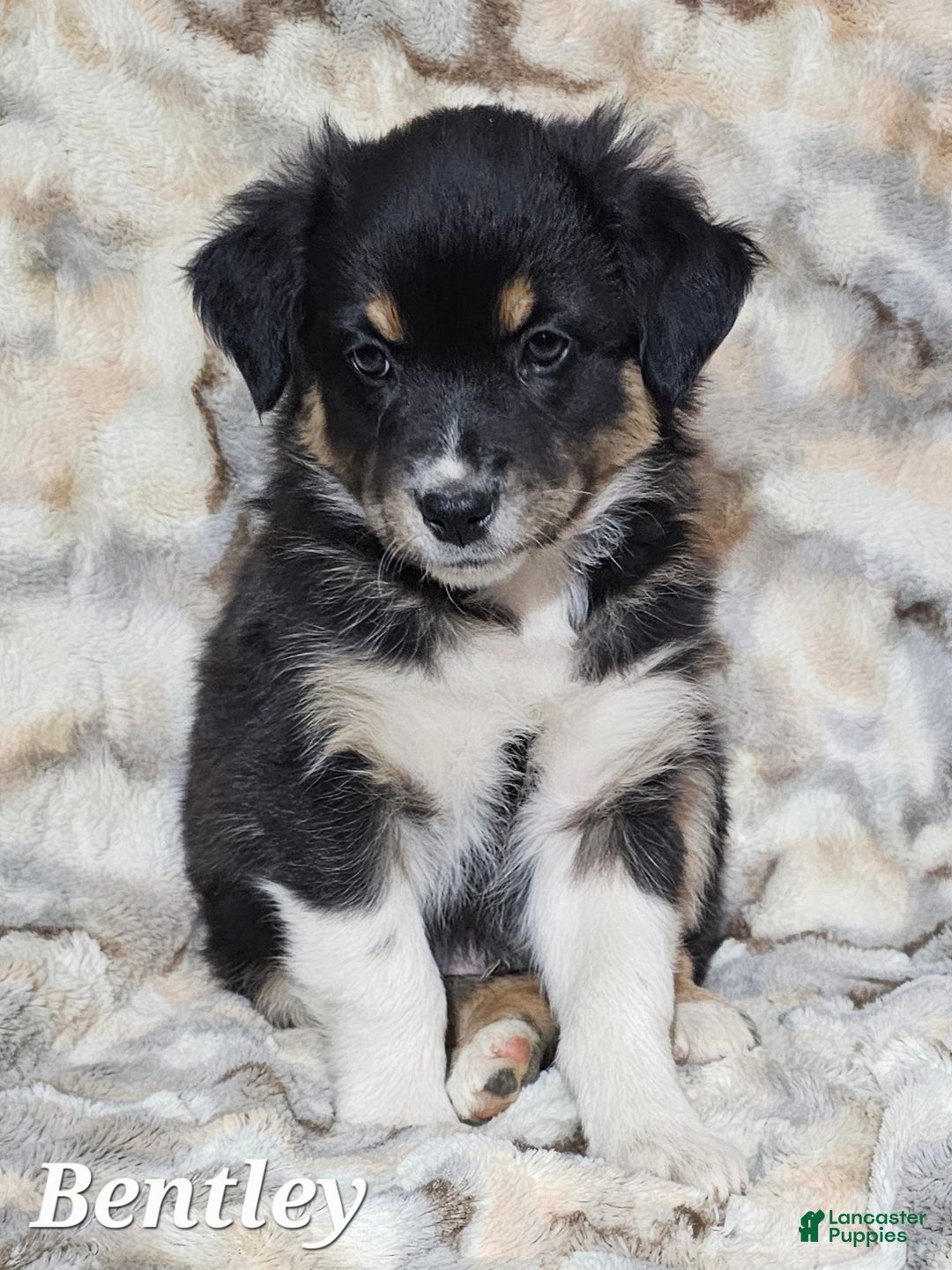 Australian Shepherd dogs for sale: BENTLEY  - Ad 3