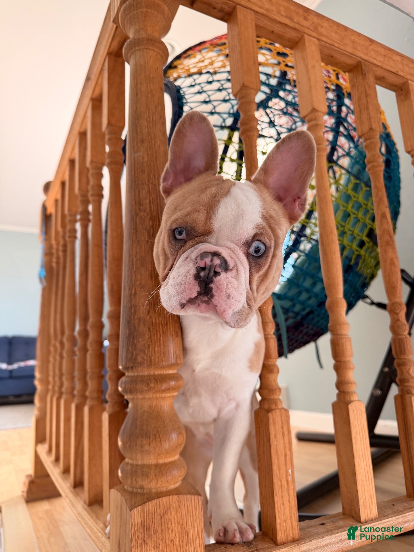 French Bulldog dogs French Bulldog 1 - Ad 11