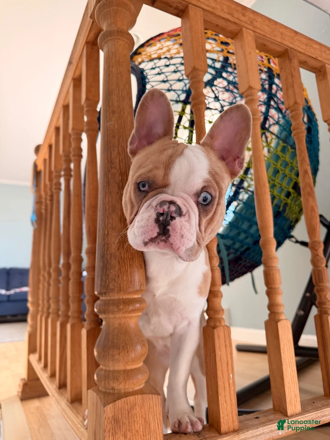 French Bulldog dogs for sale: French Bulldog 1 - Ad 1