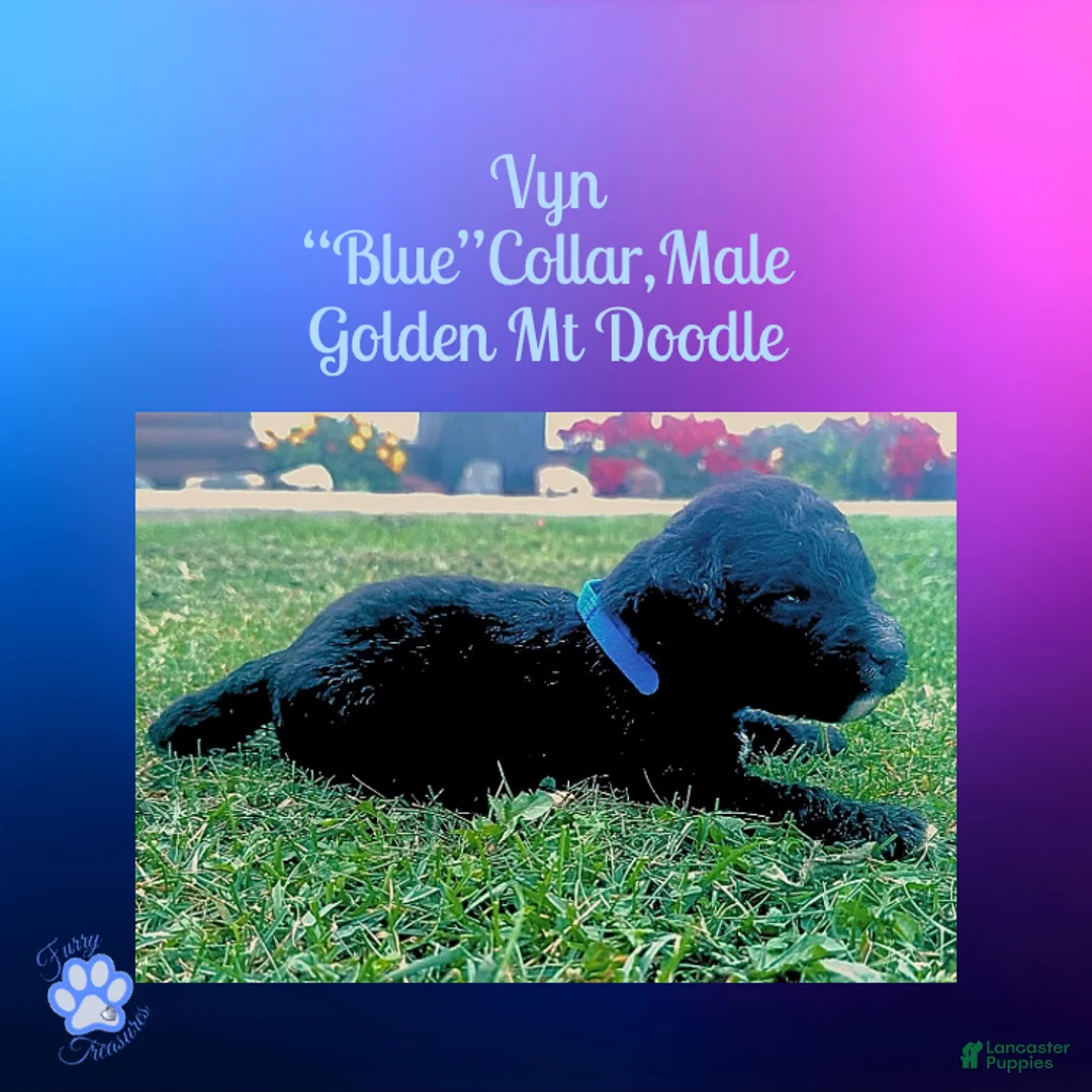 Mixed Breed dogs for sale: ⭐ Vyn — Blue Collar • Male Golden Mt Doodle - Ad 2