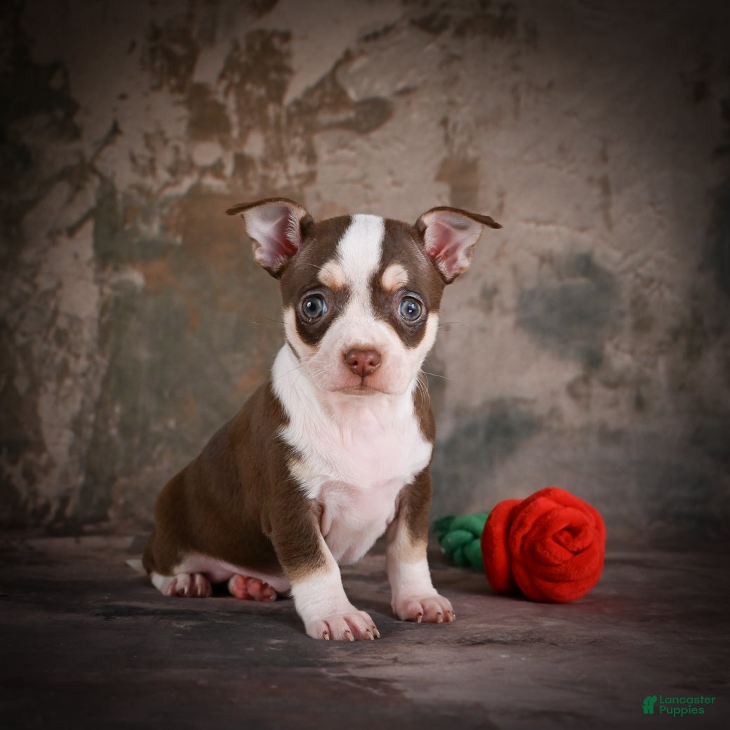CoCo