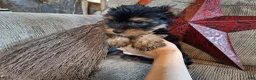 Yorkshire Terrier dogs for sale: Winnie Lace - Ad 3