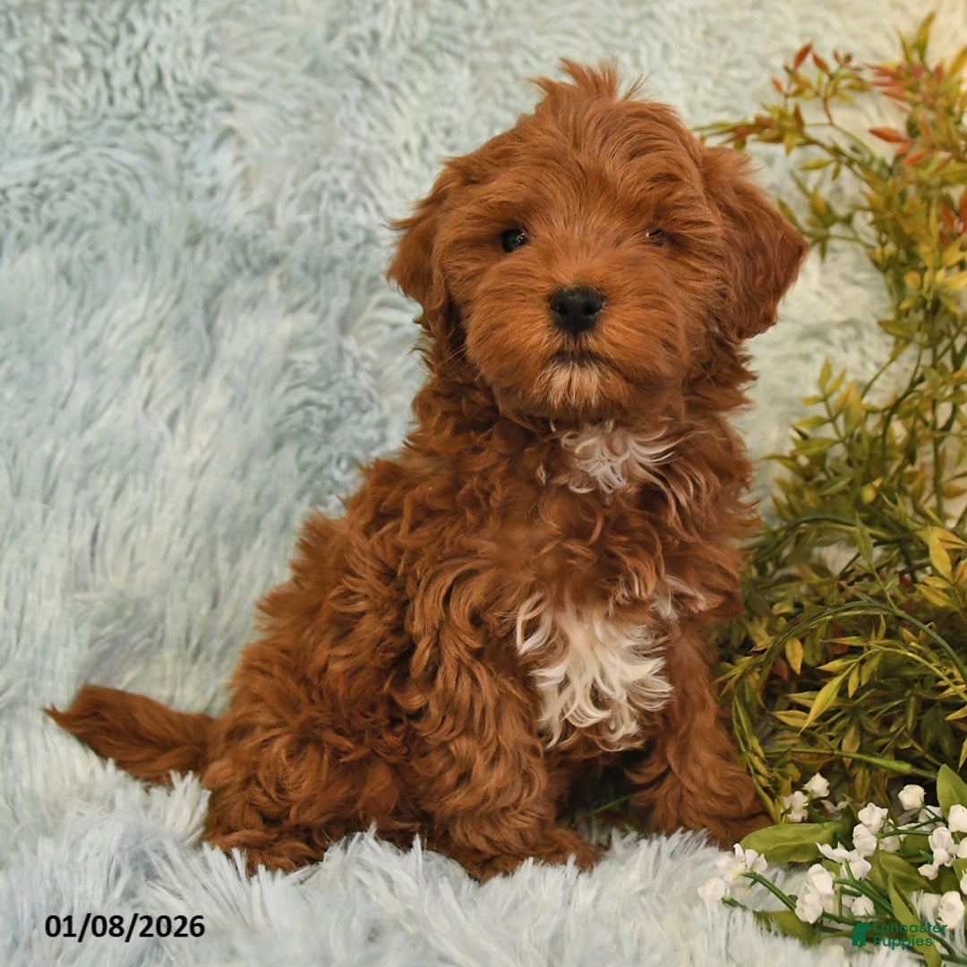 Cockapoo dogs for sale: Bubba - Ad 4