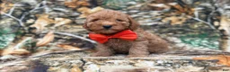 Cavapoo dogs for sale: Archie - Ad 1