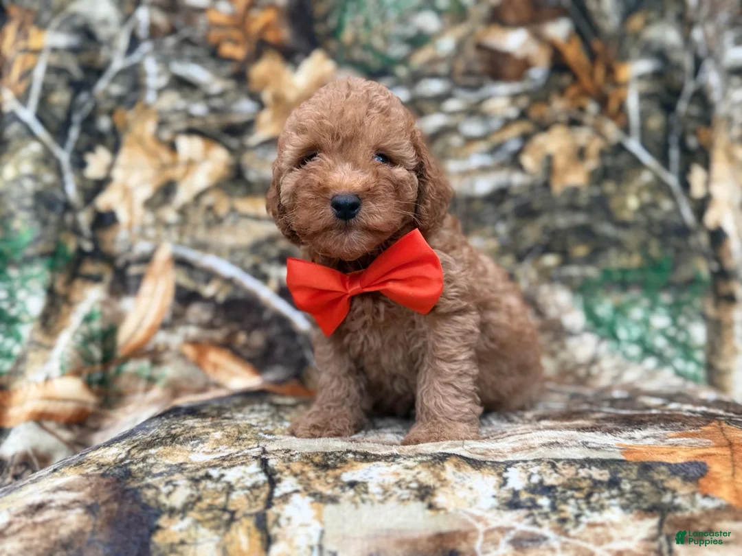 Cavapoo dogs for sale: Archie - Ad 1