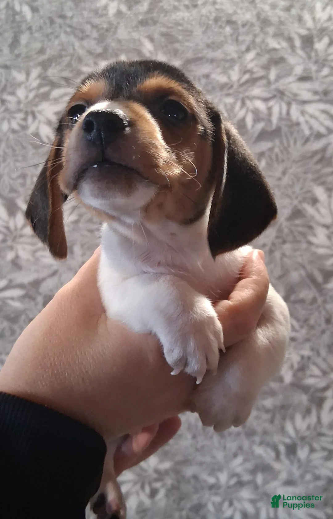 Miniature Dachshund dogs for sale: Riley - Ad 1